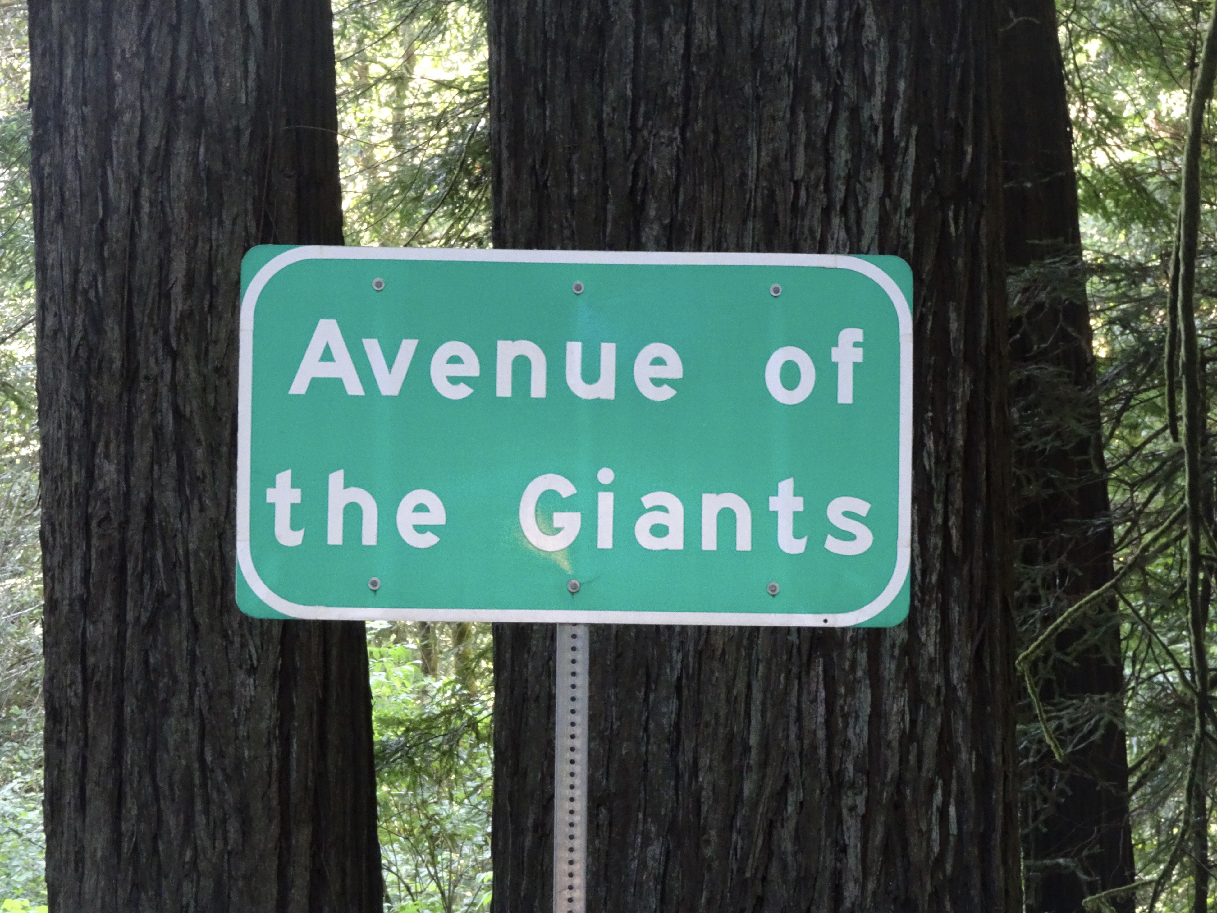 avenue of the giants (33)