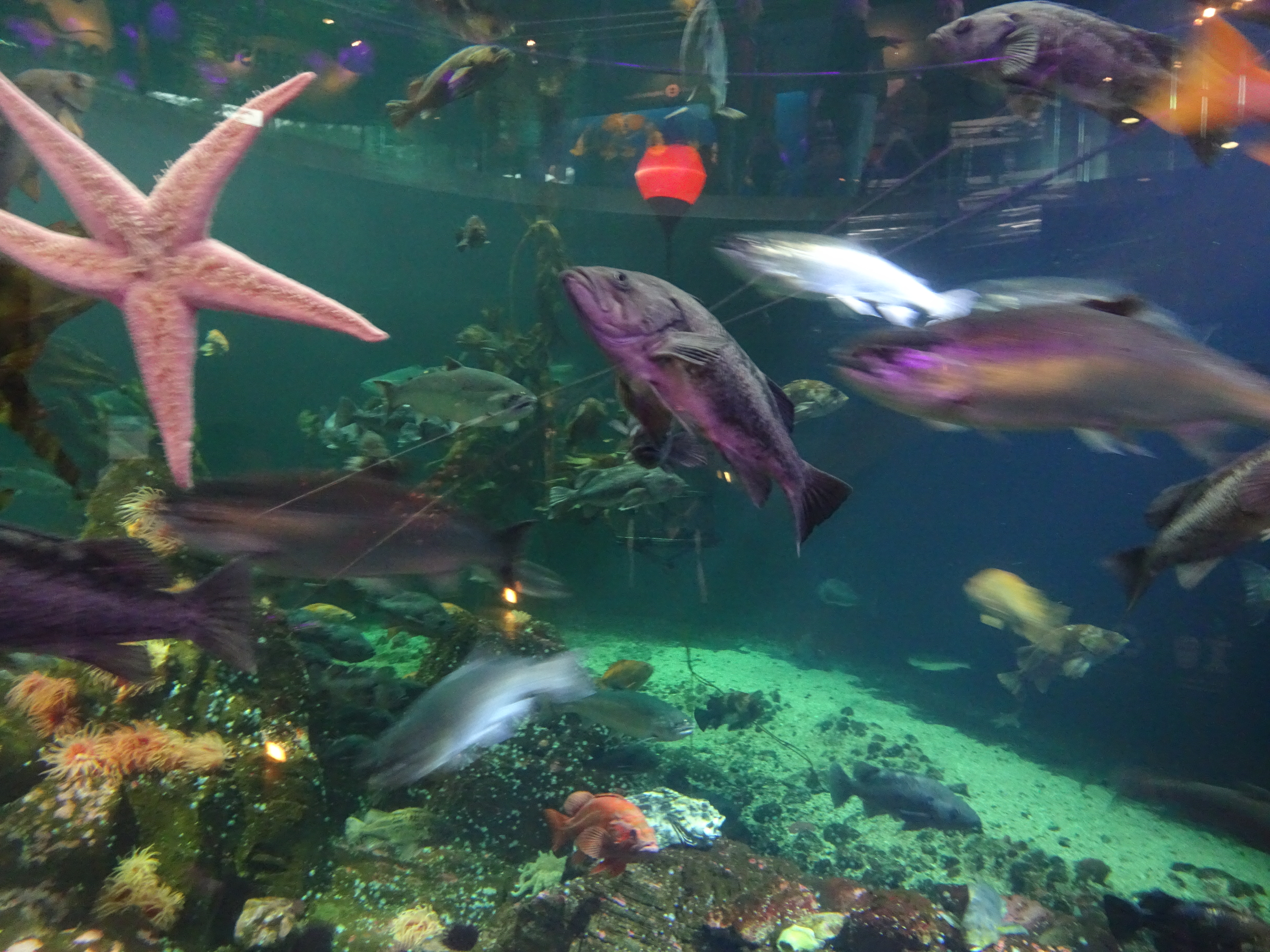 vancouver aquarium (10)
