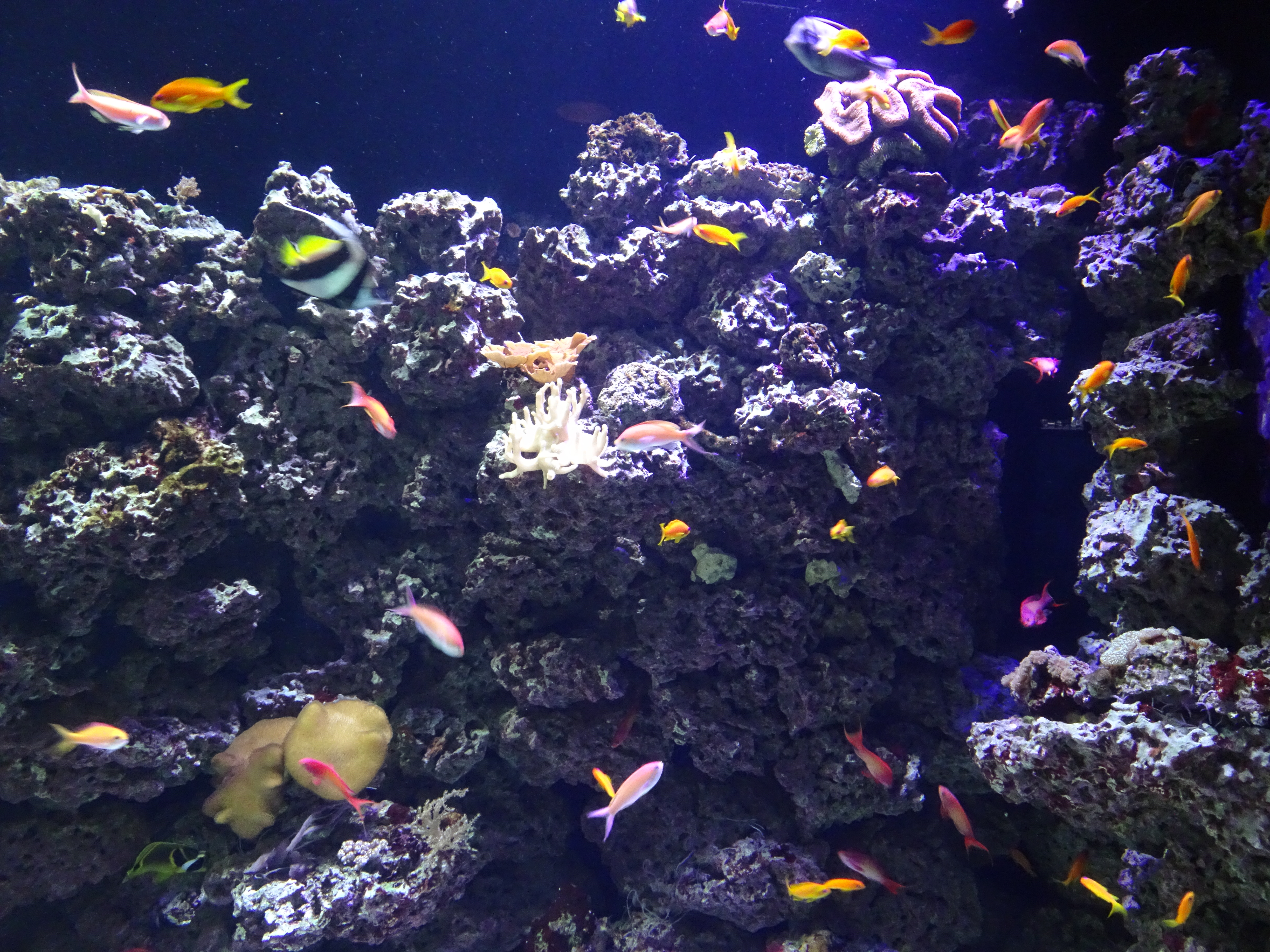 vancouver aquarium (13)