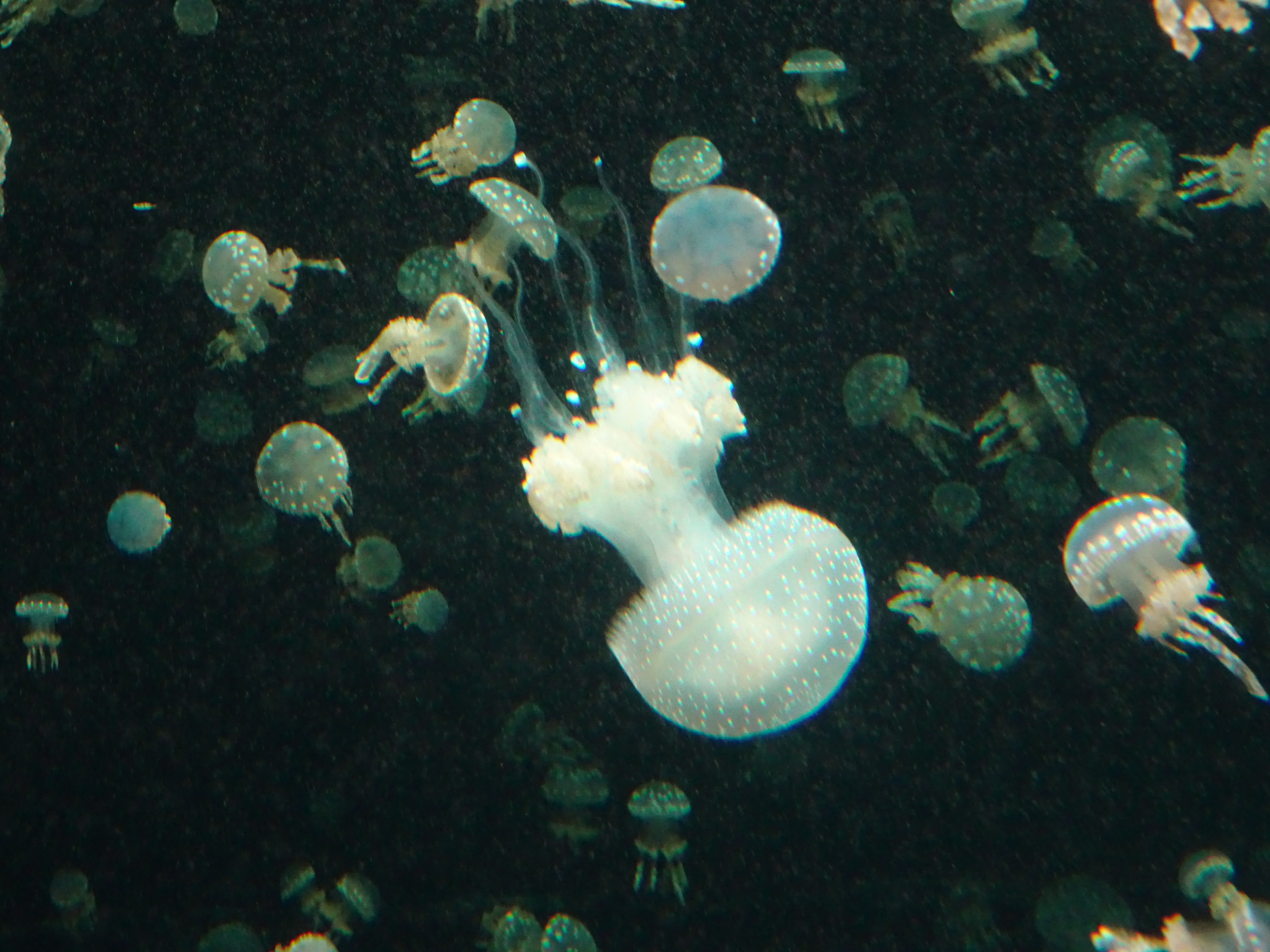 vancouver aquarium (14)