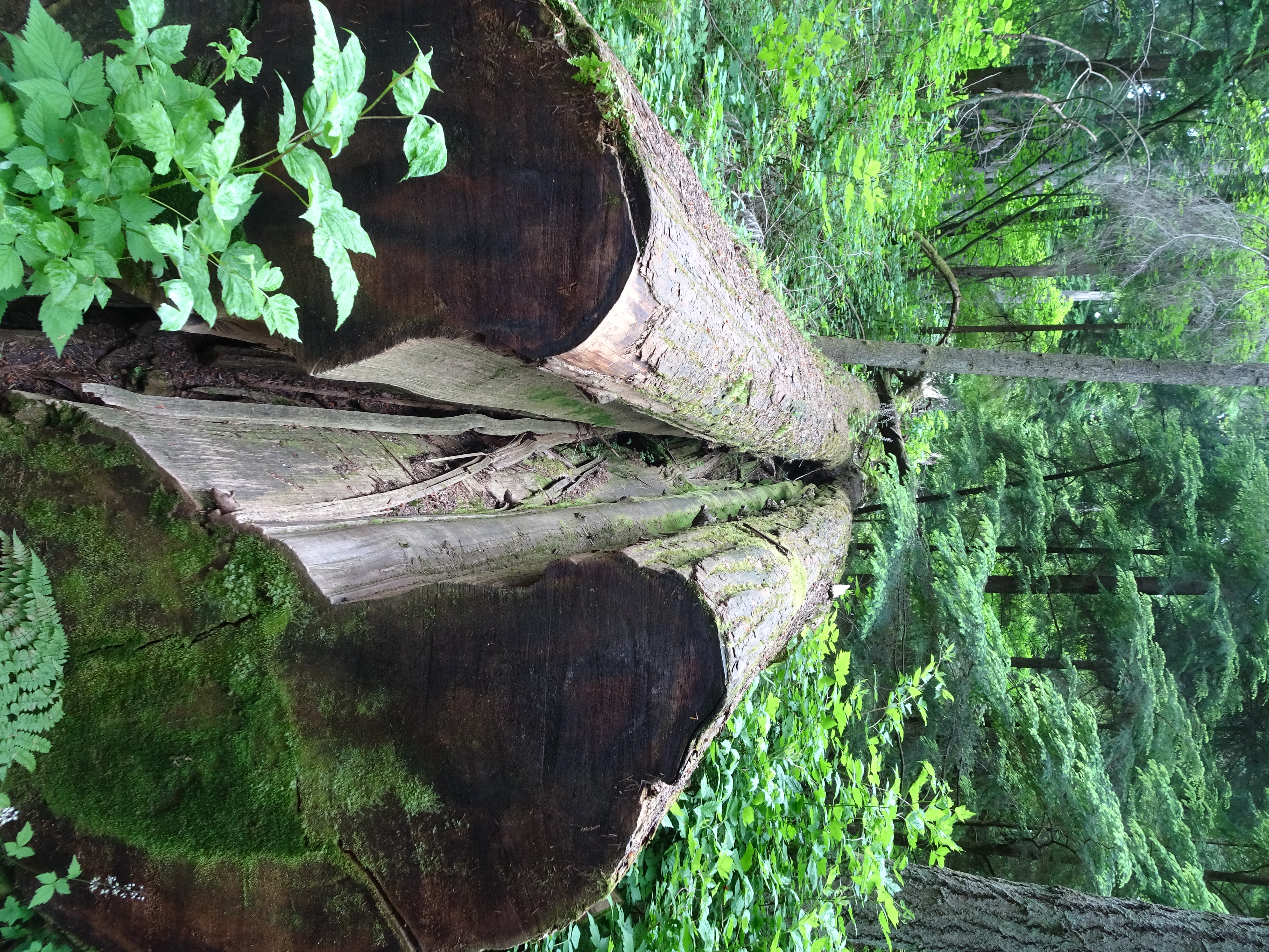 vancouver stanley park (5) sequoia
