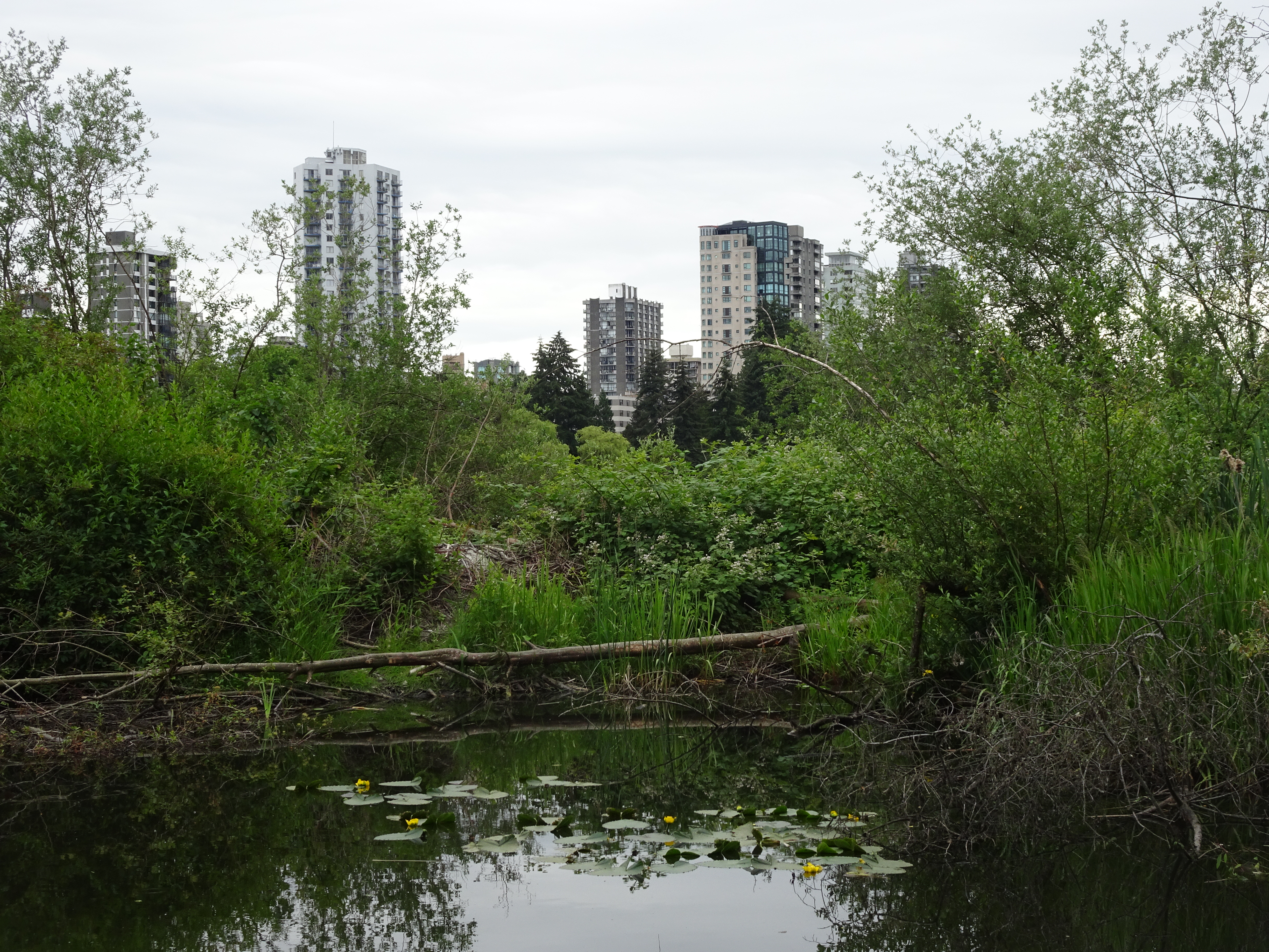 vancouver stanley park lost lagoon (2)