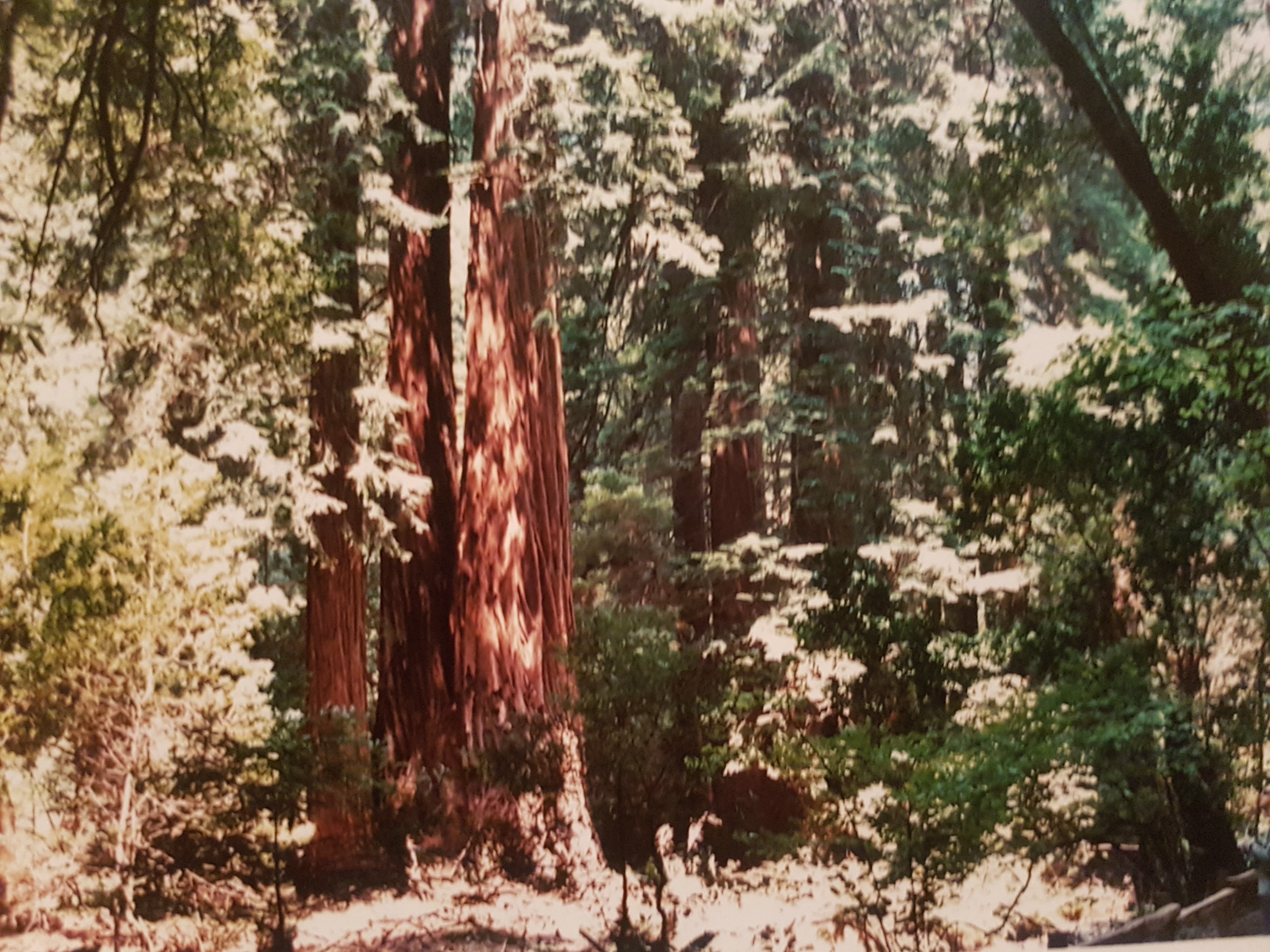 muir woods sausalito california (1)