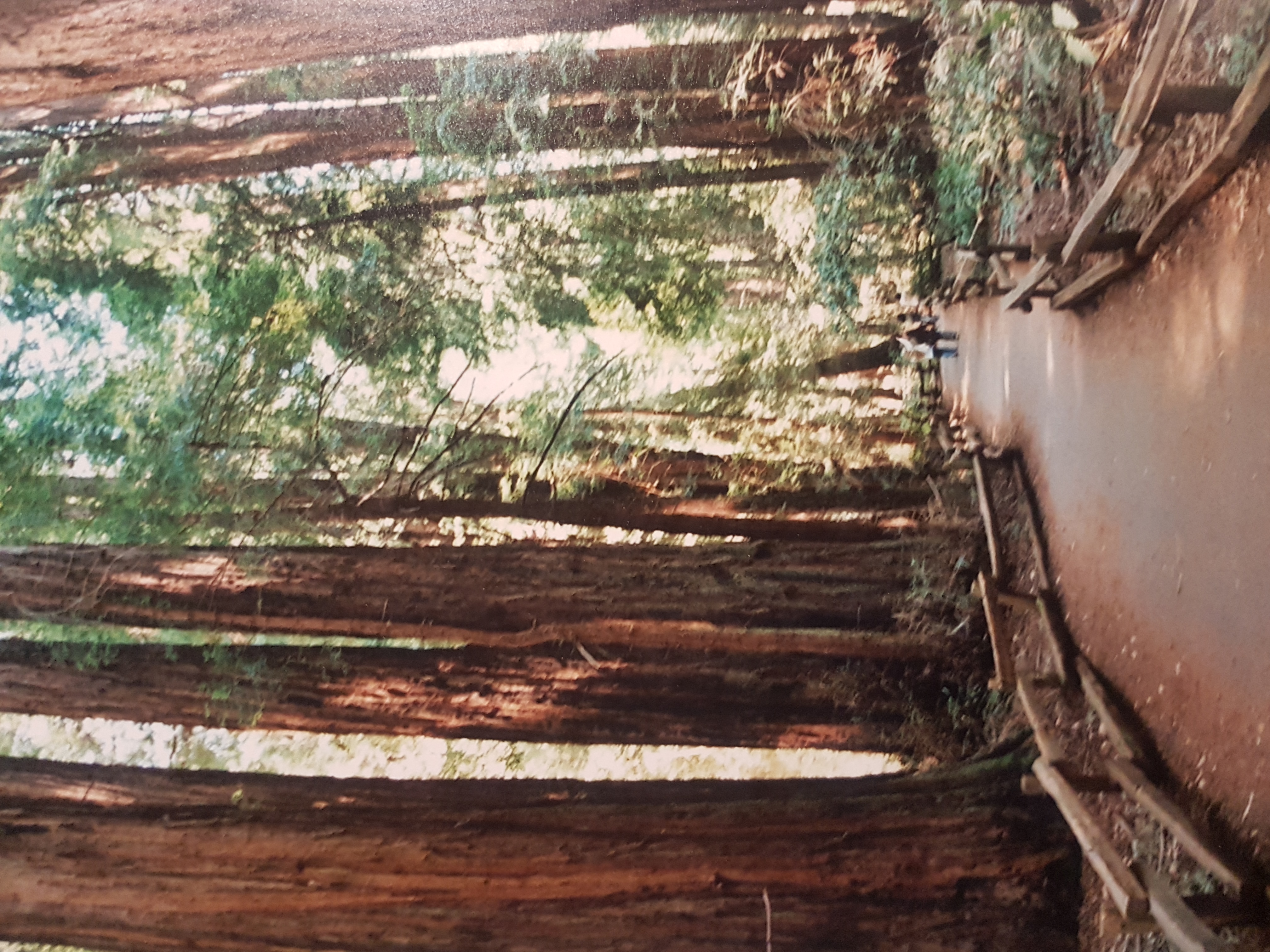 muir woods sausalito california (4)