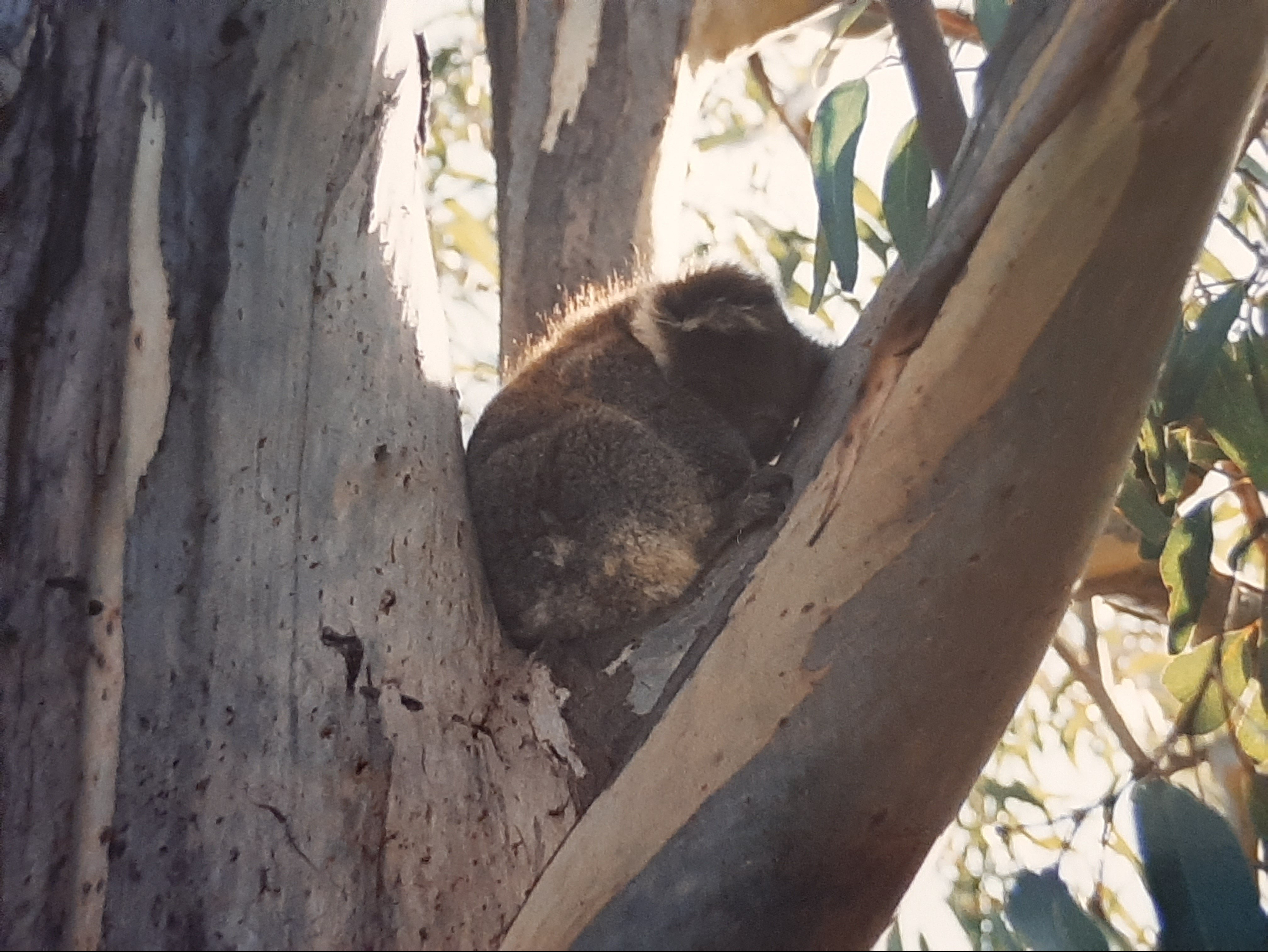 Koala - Kangaroo island - Australia